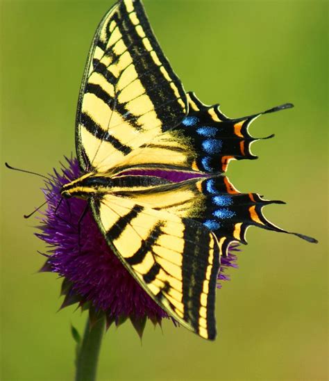 Perfect Tiger Swallowtail Executing A Run On A Thistle Can T Seem To