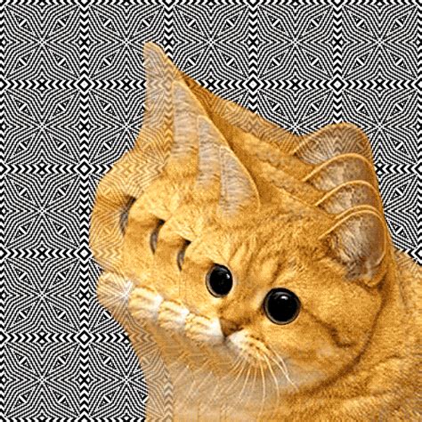 Trippy Cat  Find And Share On Giphy