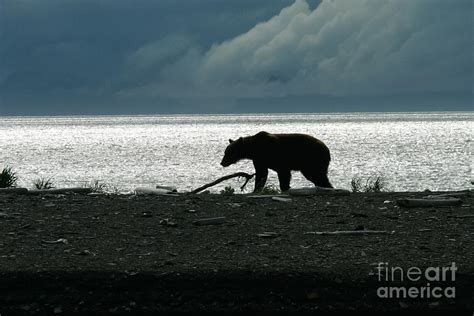 Alaskan Brown Bear 6 Photograph By Webb Canepa Pixels