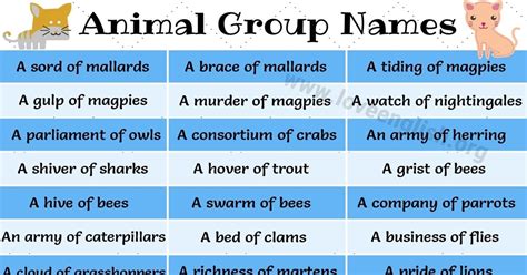 Groups Of Animals 110 Interesting Collective Nouns For Animals Love