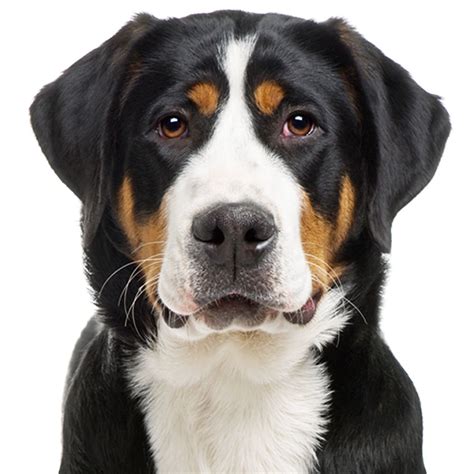 The Greater Swiss Mountain Dogs Were Excellent Working Farm Dogs And