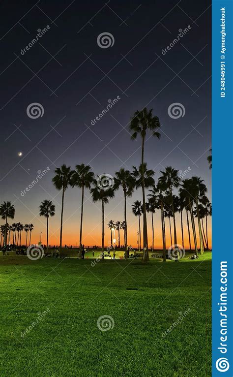 Venice Beach Sunset California Palm Tree Skate Park Stock Image Image