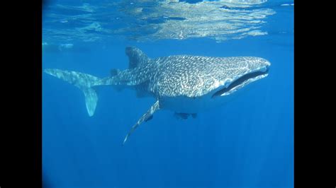 diving and swimming with whale sharks in nosy be madagascar youtube