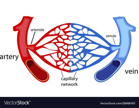 The Blood Vessels Arteries Veins Capillaries Studyear