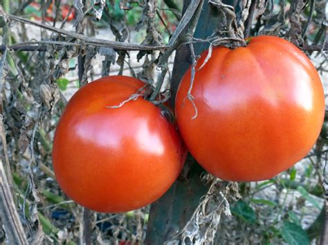 Bisignano #2 Paste Tomato, 0.16 g : Southern Exposure Seed Exchange ...