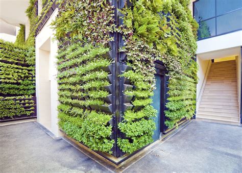 Зеленая стена из растений своими руками с полками 88 фото