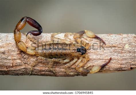 Brown Scorpion On Dry Tree Branch Stock Photo Edit Now 1706945845