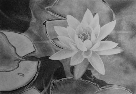 How To Draw A Water Lily — Online Art Lessons