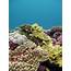 Coral Reefs Shifting Away From Equator New Study Finds  UW News