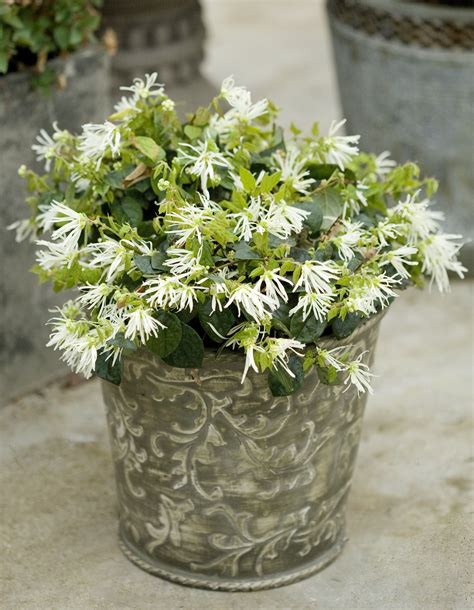Darius Combo Small Evergreen Flowering Shrubs For Pots Top 10 Shrubs