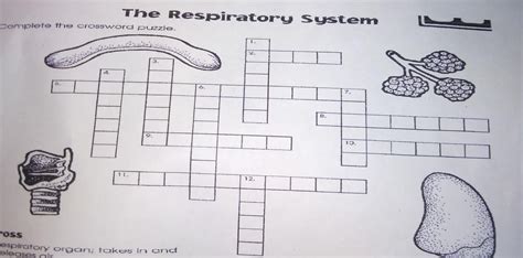 The Respiratory System Per Crossword Puzzle Brainlyph