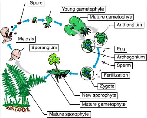 Life cycle of a fern pdf. Chapter 29: Plant Diversity I: How Plants Colonized Land