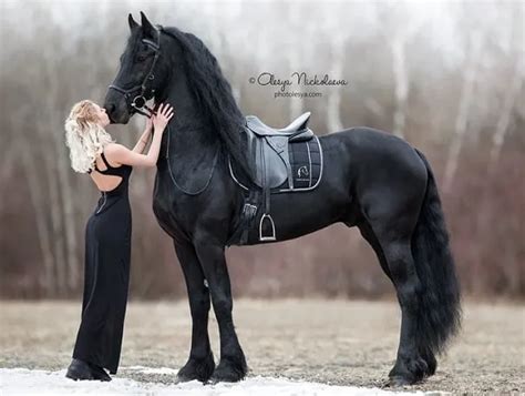 12 Most Beautiful Horse Breeds In The World