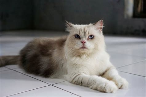 10 Most Affordable Cat Breeds With Pictures Catster