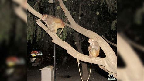 Monkeys In The City The Urban Wildlife Syndrome And The Challenges Of