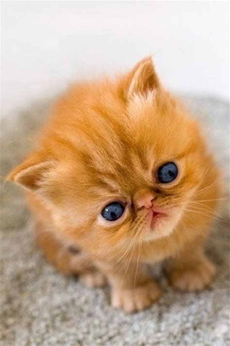 Golden Ginger Tabby Kitten Cutest Paw Animal Pinterest Cat