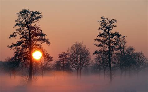 320x570 Resolution Leafed Trees Landscape Nature Sunset Mist Hd