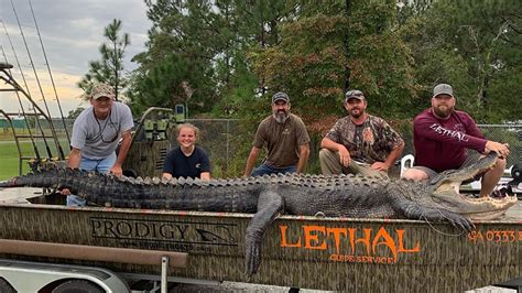 This 14 Foot Alligator May Be The Biggest One Ever Caught In Georgia Cnn