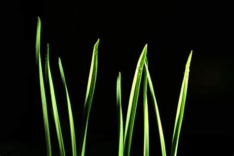 Tunas Hijau Kecambah Rumput Dengan Latar Belakang Hitam Foto Stok