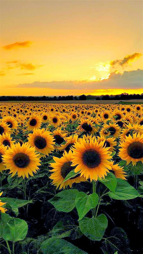 Free to download and use for your mobile and desktop screens. Sunflowers Wallpaper ·① WallpaperTag
