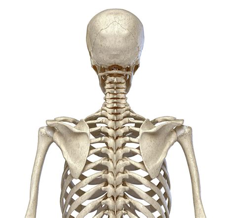 Torso Anatomy Human Torso Skeletal Anatomy Pack Vecto