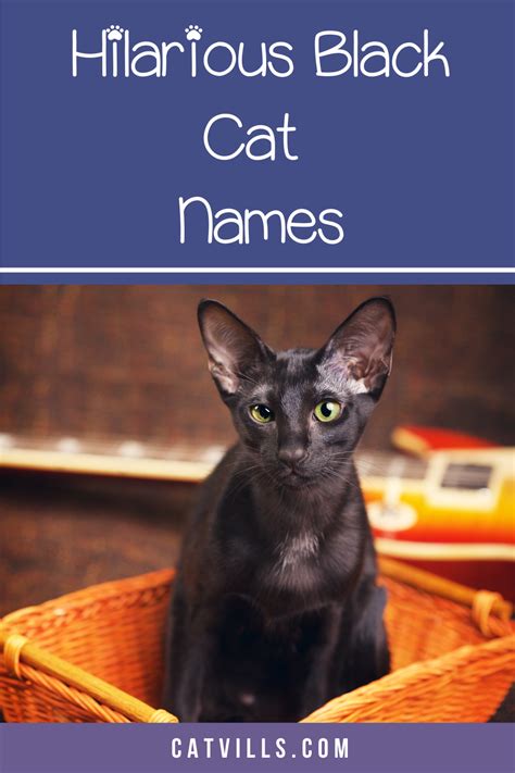 20 Absolutely Adorable And Hilarious Black Cat Names Catvills Cat