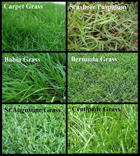 Types Of Grass For Orlando Lawn Irrigation Hessenauer Sprinkler