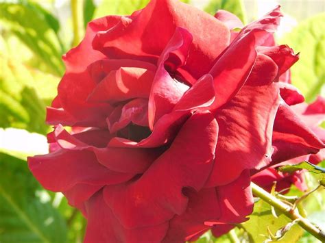 Red Rose Photograph By Natalie Hardwicke Fine Art America