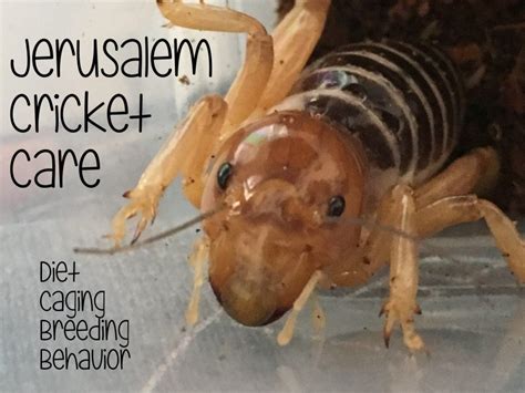 Fuscus is widespread, likely represents a species group (1). Jerusalem Cricket Care | PetHelpful