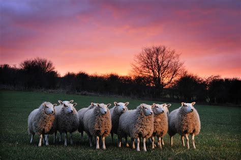 Organic Sheep Soil Association Sheep Sheep Farm Animal Photography