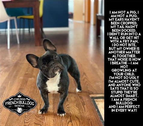 Rescue dog luna (pictured), who lives with owner eli mumm in denver, colorado, suffered a spinal cord injury when she younger and has not been able to use adorable video shows paraplegic french bulldog dragging herself by her front legs to play with the family cat before her life is transformed by a. Chicago French Bulldog Rescue Facebook - change comin