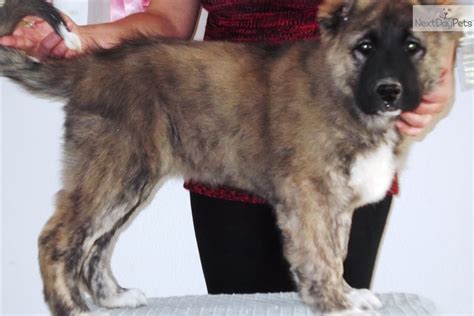 Caucasian Mountain Dog Meet Evropa A Cute Caucasian Mountain Dog Puppy