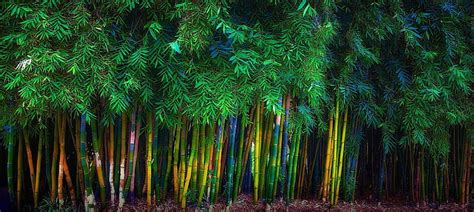 Bamboo 1080p 2k 4k 5k Hd Wallpapers Free Download Wallpaper Flare