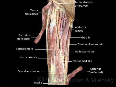 Thigh Anatomy Of Upper Leg Muscles Of The Anterior Thigh Quadriceps