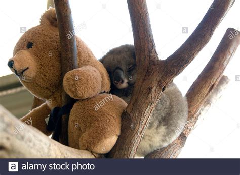 A Koala Joey Huddles Up To A Teddy Bear That Acts As Its Surrogate