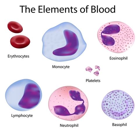 Absolute Neutrophil Count Anc Thailand Medical News