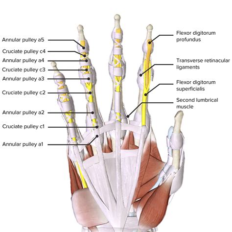 Ser Amado Brillante Prioridad Ligamentos Mano Error Basura Centralizar