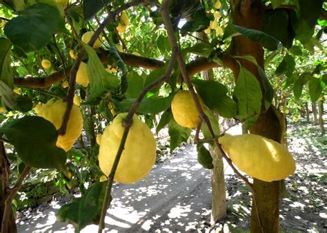 Story Of The Amalfi Coast Lemon Delicious Italy