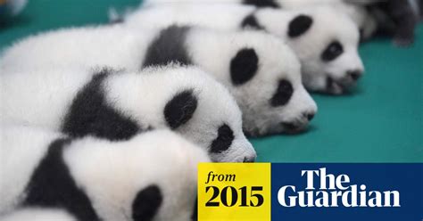 Six Sets Of Giant Panda Twin Cubs On Show Together In China Video