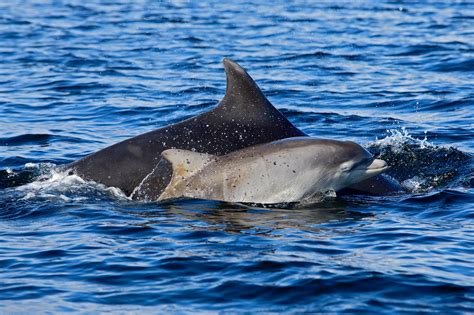How Do Dolphins Give Birth Whale And Dolphin Conservation Australia
