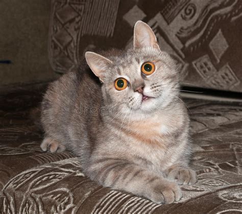 Fluffy Gray Cat With Orange Eyes Stock Image Image Of Animals