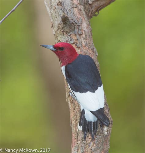 Photographing Red Headed Woodpeckers Understanding Hss On Flash