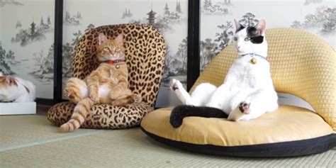 Just Some Cats Sitting Like Humans Video