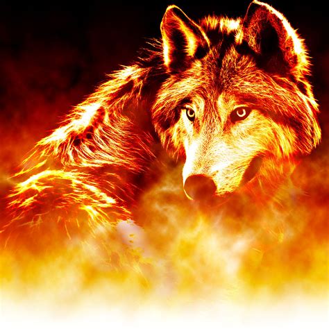 Orange Wolf Wallpapers Wallpaper Cave