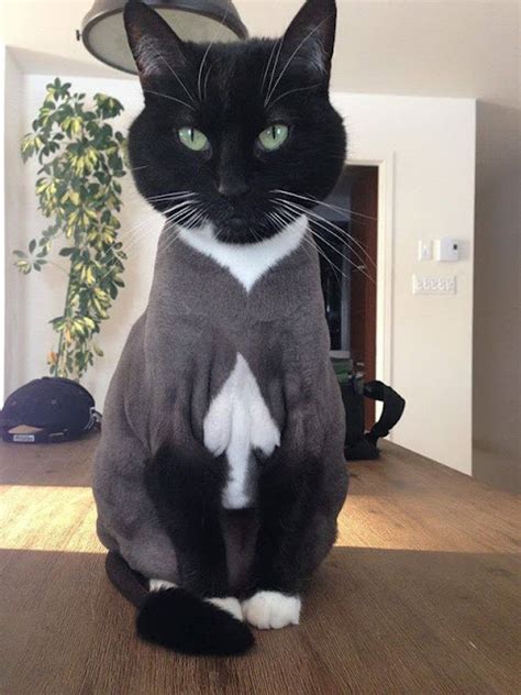 16 Cats With The Most Unique Fur Markings