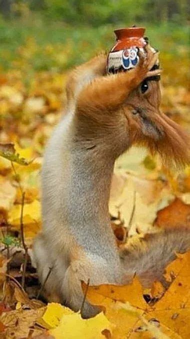 Find The Inspirational Autumn Funny Animal Pictures Hilarious Pets