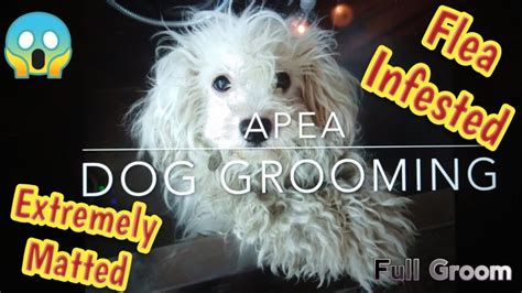 Extremely Matted Dog Flea Infested Poodle Mix Shave Down Full Grooming