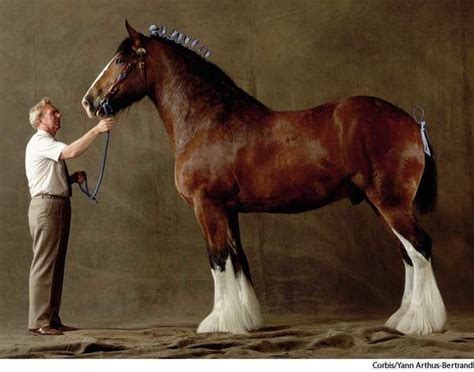Shire Horse Breed 10 Important Facts For Choosing The Gentle Giant