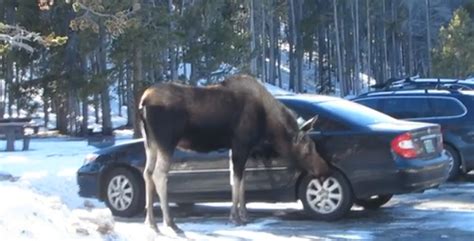 Moose Licks Salt Off Of Cars At National Park