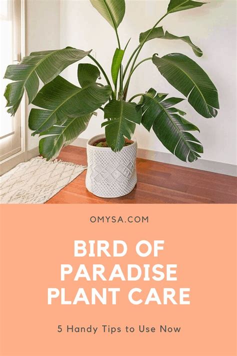Bird of Paradise Plant Care: 5 Handy Tips to Use Now | Plant care